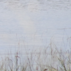 Anas superciliosa at Lake Bathurst, NSW - 6 Feb 2022