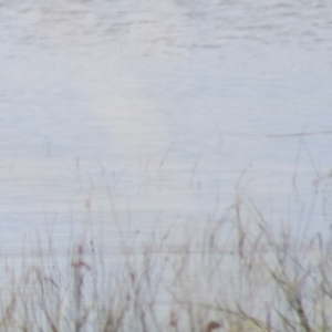 Anas superciliosa at Lake Bathurst, NSW - 6 Feb 2022