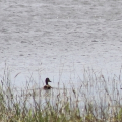 Anas superciliosa at Lake Bathurst, NSW - 6 Feb 2022 03:47 PM