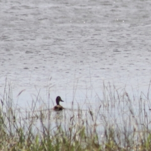 Anas superciliosa at Lake Bathurst, NSW - 6 Feb 2022 03:47 PM