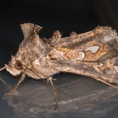 Chrysodeixis argentifera (Tobacco Looper) at Melba, ACT - 2 Dec 2021 by kasiaaus