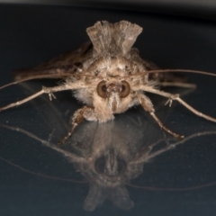 Chrysodeixis argentifera at Melba, ACT - 3 Dec 2021