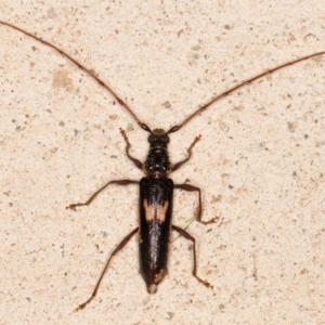 Epithora dorsalis at Melba, ACT - 3 Dec 2021