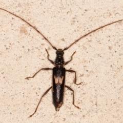 Epithora dorsalis (Longicorn Beetle) at Melba, ACT - 2 Dec 2021 by kasiaaus