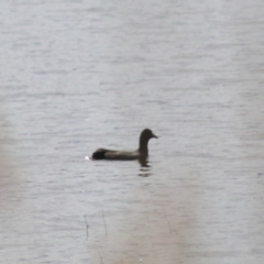 Fulica atra (Eurasian Coot) at Lake Bathurst, NSW - 6 Feb 2022 by Rixon