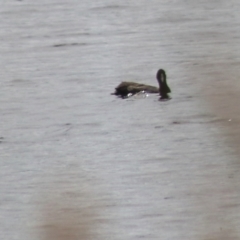 Fulica atra at Lake Bathurst, NSW - 6 Feb 2022 03:36 PM