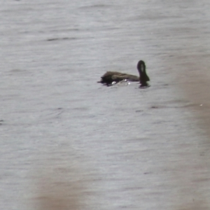 Fulica atra at Lake Bathurst, NSW - 6 Feb 2022 03:36 PM