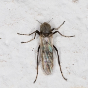 Ceratopogonidae (family) at Melba, ACT - 3 Dec 2021 10:29 PM