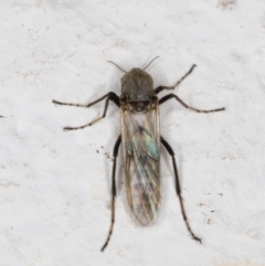 Unidentified True fly (Diptera) (TBC) at Melba, ACT - 3 Dec 2021 by kasiaaus