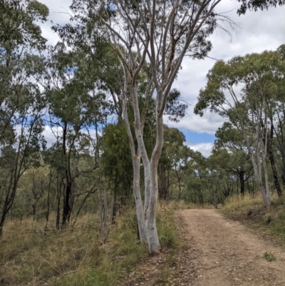 Eucalyptus rossii (Inland Scribbly Gum) at Denman Prospect 2 Estate Deferred Area (Block 12) - 6 Feb 2022 by abread111