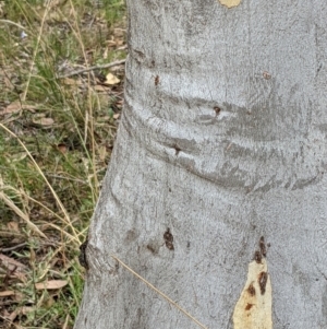 Eucalyptus rossii at Molonglo Valley, ACT - 6 Feb 2022