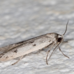 Oecophoridae provisional species 2 at Melba, ACT - 3 Dec 2021 10:27 PM