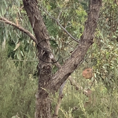 Rhipidura albiscapa (Grey Fantail) at Molonglo Valley, ACT - 5 Feb 2022 by EggShell