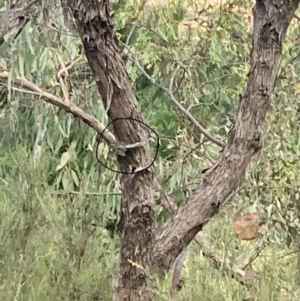 Rhipidura albiscapa at Molonglo Valley, ACT - 5 Feb 2022