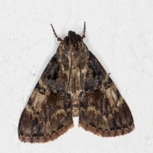 Orthaga thyrisalis at Melba, ACT - 4 Dec 2021 11:00 PM