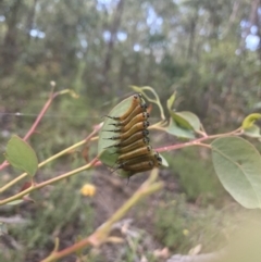 Lophyrotoma interrupta (Cattle Poisoning Sawfly) at Molonglo Valley, ACT - 6 Feb 2022 by EggShell