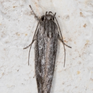 Lichenaula tuberculata at Melba, ACT - 4 Dec 2021