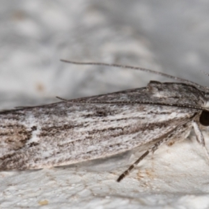 Lichenaula tuberculata at Melba, ACT - 4 Dec 2021