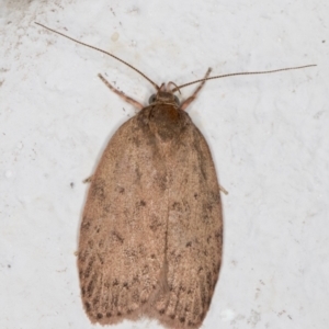 Garrha repandula at Melba, ACT - 4 Dec 2021 01:05 AM