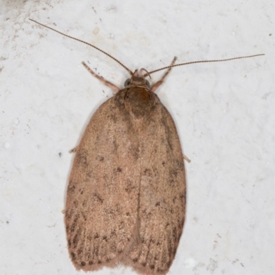 Garrha repandula (a Concealer Moth) at Melba, ACT - 3 Dec 2021 by kasiaaus