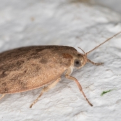 Garrha repandula at Melba, ACT - 4 Dec 2021 01:05 AM