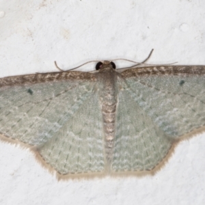 Poecilasthena pulchraria at Melba, ACT - 4 Dec 2021 09:49 PM