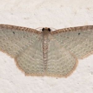 Poecilasthena pulchraria at Melba, ACT - 4 Dec 2021 09:49 PM