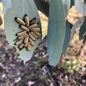 Paropsisterna cloelia at Belconnen, ACT - 6 Feb 2022 06:54 PM