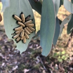 Paropsisterna cloelia (Eucalyptus variegated beetle) at Belconnen, ACT - 6 Feb 2022 by Dora