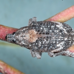 Oxyops fasciatus at Bango, NSW - 3 Feb 2022