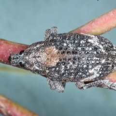 Oxyops fasciatus (A weevil) at Bango, NSW - 2 Feb 2022 by jbromilow50
