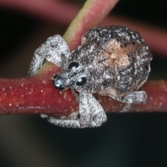 Oxyops fasciatus at Bango, NSW - 3 Feb 2022