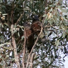 Callocephalon fimbriatum (Gang-gang Cockatoo) at Hughes Grassy Woodland - 6 Feb 2022 by LisaH