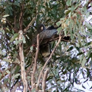 Callocephalon fimbriatum at Hughes, ACT - 6 Feb 2022