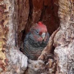 Callocephalon fimbriatum (Gang-gang Cockatoo) at GG146 - 6 Feb 2022 by LisaH