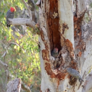 Callocephalon fimbriatum at Deakin, ACT - 6 Feb 2022