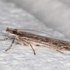 Scoparia emmetropis (A Crambid moth) at Melba, ACT - 5 Dec 2021 by kasiaaus