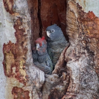 Callocephalon fimbriatum (Gang-gang Cockatoo) at GG146 - 6 Feb 2022 by LisaH