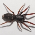 Lampona cylindrata at Evatt, ACT - 20 Jan 2022
