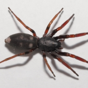 Lampona cylindrata at Evatt, ACT - 20 Jan 2022