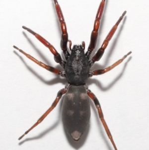 Lampona cylindrata at Evatt, ACT - 20 Jan 2022