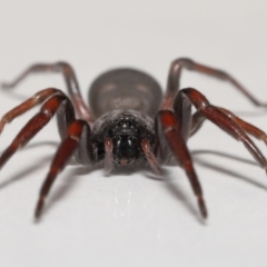 Lampona cylindrata at Evatt, ACT - 20 Jan 2022