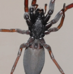 Lampona cylindrata at Evatt, ACT - 20 Jan 2022