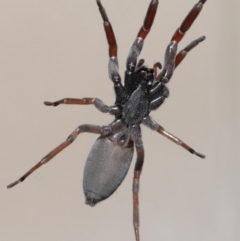 Lampona cylindrata at Evatt, ACT - 20 Jan 2022