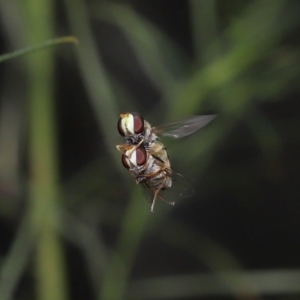 Simosyrphus grandicornis at Acton, ACT - 21 Jan 2022 01:27 PM