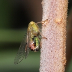 Unidentified Leafhopper or planthopper (Hemiptera, several families) at Acton, ACT - 21 Jan 2022 by TimL