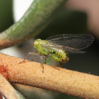 Psyllidae sp. (family) (Unidentified psyllid or lerp insect) at Acton, ACT - 21 Jan 2022 by TimL