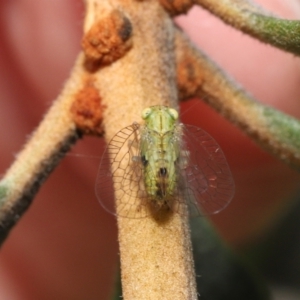 Psyllidae sp. (family) at Acton, ACT - 21 Jan 2022