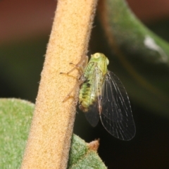 Psyllidae sp. (family) at Acton, ACT - 21 Jan 2022