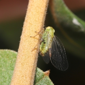 Psyllidae sp. (family) at Acton, ACT - 21 Jan 2022